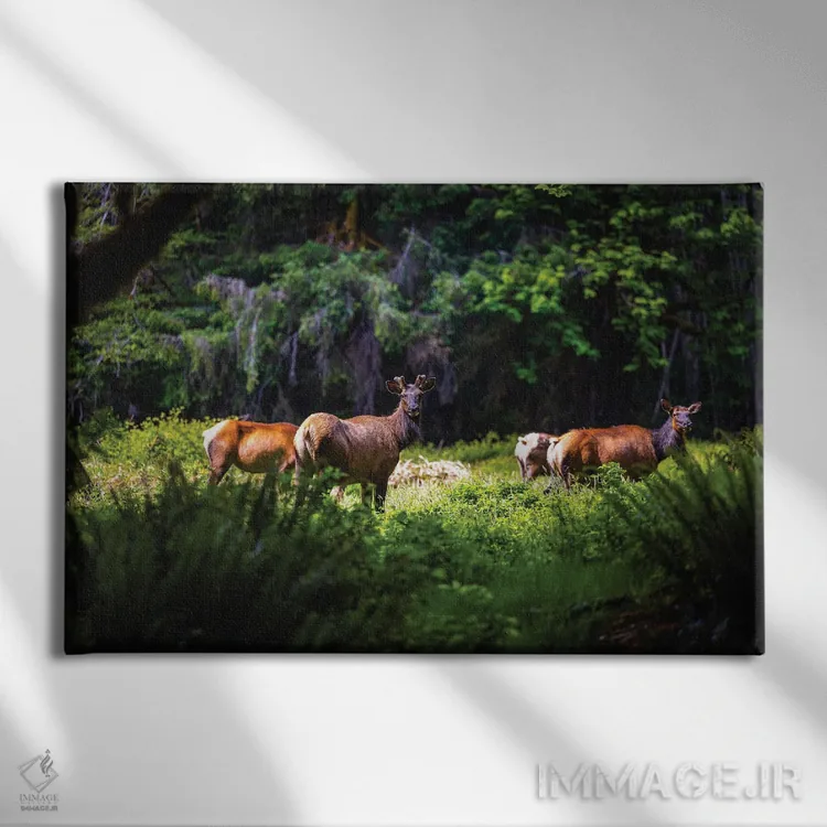 تابلو گوزن پارک ملی المپیک شماره ۲ اثر الکس جی پرز - نمای روبهرو روی دیوار