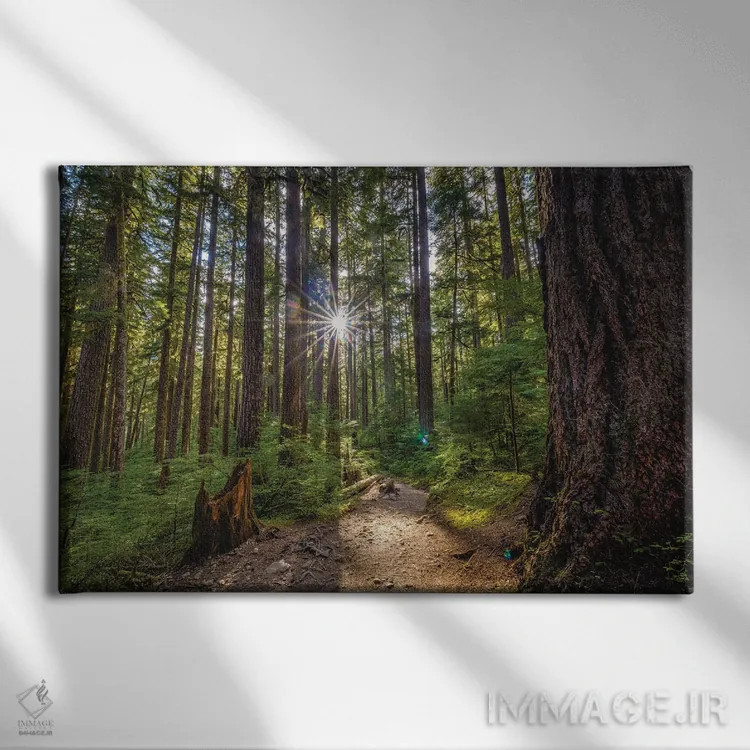 تابلو آبشار جنگلی پارک ملی المپیک شماره ۴ اثر الکس جی پرز - نمای روبهرو روی دیوار