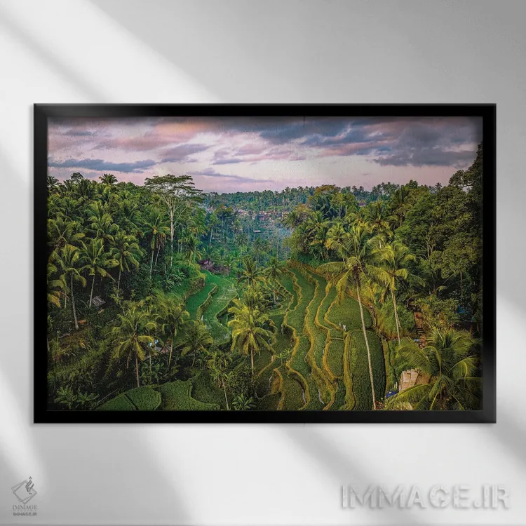 تابلو تراس برنج موپو در بالی اندونزی شماره ۱ اثر الکس جی پرز - نمای قابدار مشکی