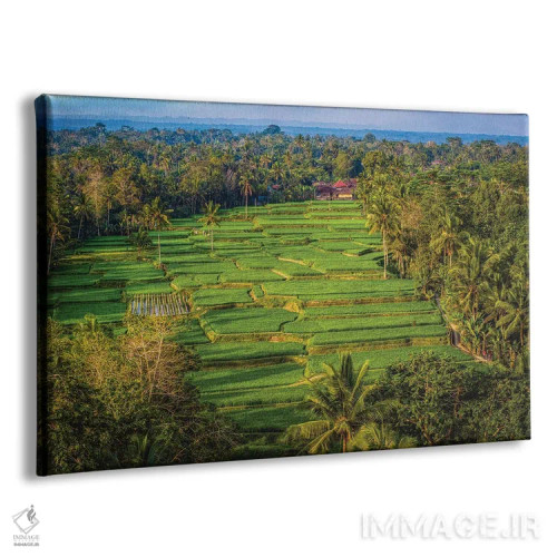 تابلو تراس زیبای برنج اندونزی شماره ۲ اثر الکس جی پرز - نمای پرسپکتیو محصول