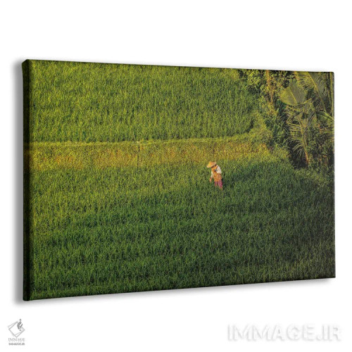 تابلو تراس زیبای برنج اندونزی شماره ۳ اثر الکس جی پرز - نمای پرسپکتیو محصول