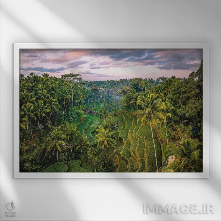 تابلو تراس برنج موپو در بالی اندونزی شماره ۱ اثر الکس جی پرز - نمای قابدار سفید
