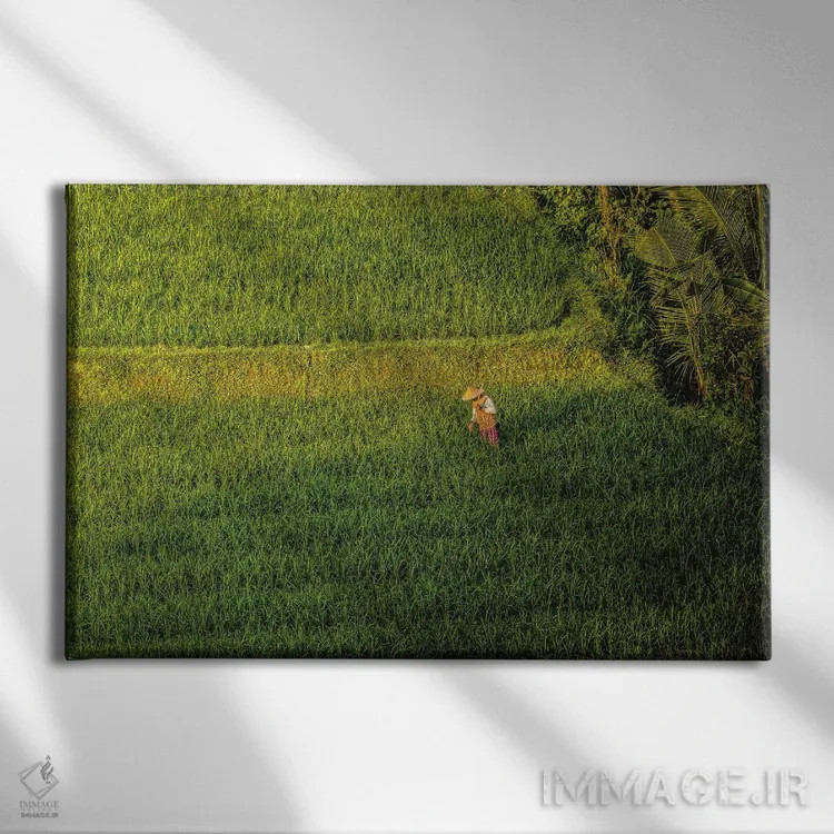 تابلو تراس زیبای برنج اندونزی شماره ۳ اثر الکس جی پرز - نمای روبهرو روی دیوار