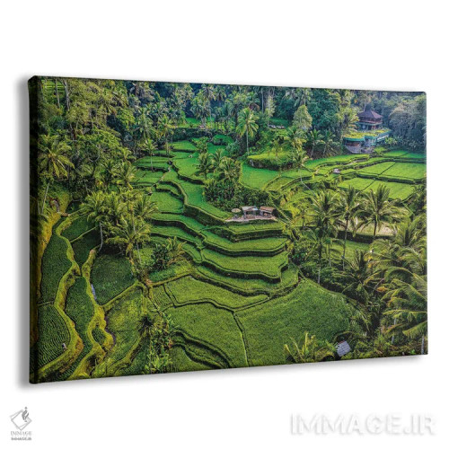 تابلو تراس زیبای برنج اندونزی شماره ۶ اثر الکس جی پرز - نمای پرسپکتیو محصول
