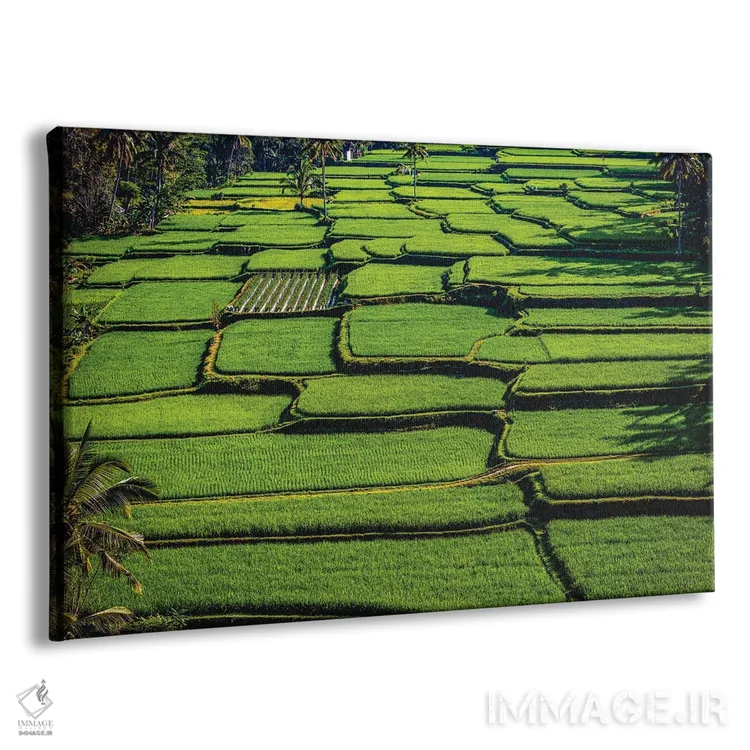 تابلو تراس زیبای برنج اندونزی شماره ۷ اثر الکس جی پرز - نمای پرسپکتیو محصول