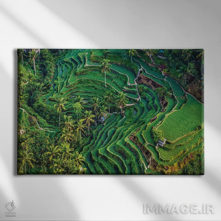 تابلو تراس زیبای برنج اندونزی شماره ۵ اثر الکس جی پرز - نمای روبهرو روی دیوار