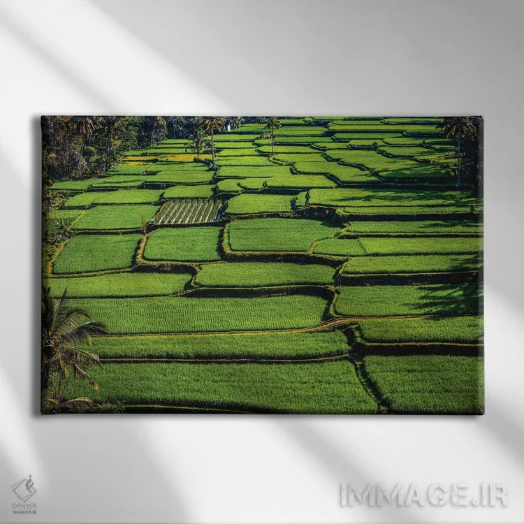 تابلو تراس زیبای برنج اندونزی شماره ۷ اثر الکس جی پرز - نمای روبهرو روی دیوار