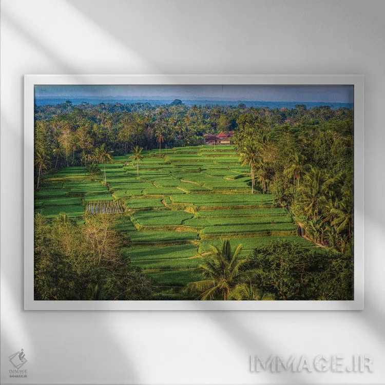 تابلو تراس زیبای برنج اندونزی شماره ۲ اثر الکس جی پرز - نمای قابدار سفید