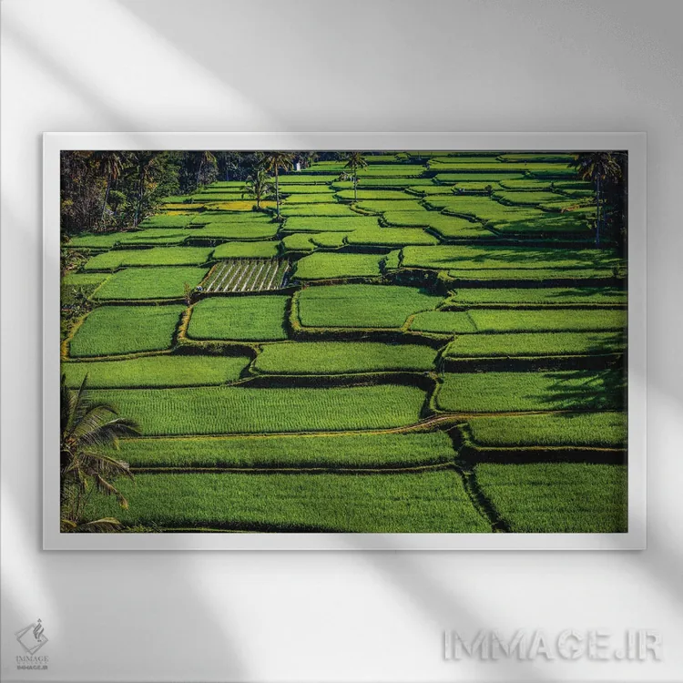 تابلو تراس زیبای برنج اندونزی شماره ۷ اثر الکس جی پرز - نمای قابدار سفید