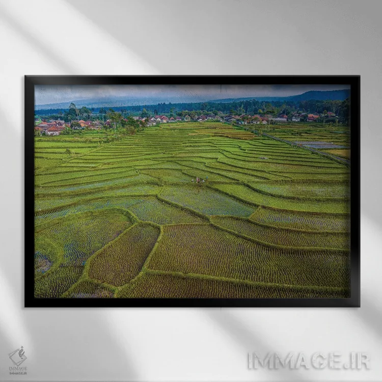 تابلو مزرعه برنج تراسدار اندونزی شماره ۱ اثر الکس جی پرز - نمای قابدار مشکی