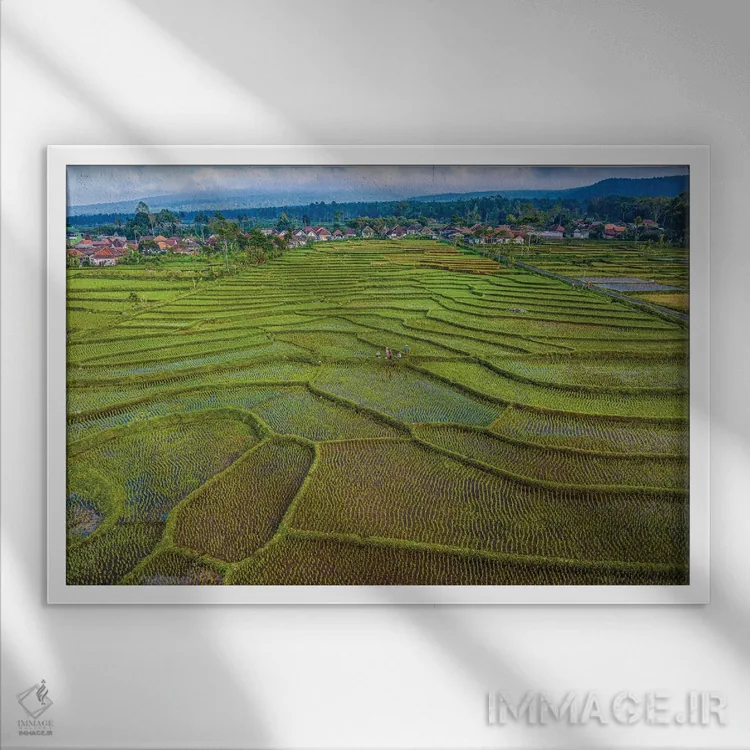 تابلو مزرعه برنج تراسدار اندونزی شماره ۱ اثر الکس جی پرز - نمای قابدار سفید