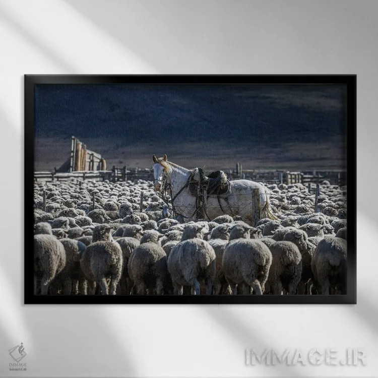 تابلو اسب و گوسفند در پاتاگونیا اثر الکس جی پرز - نمای قابدار مشکی
