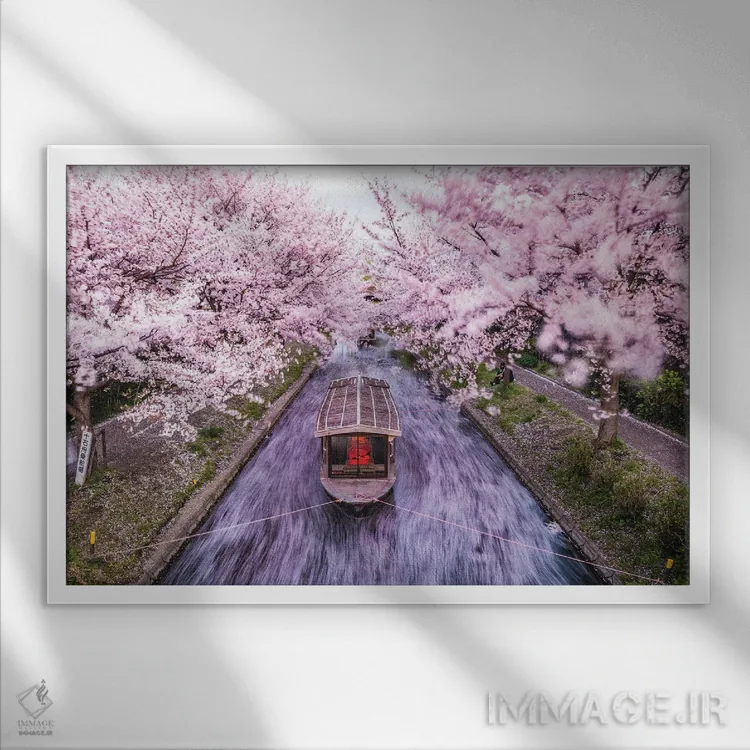 تابلو قایق روی رودخانه شکوفههای گیلاس ژاپن V اثر الکس جی پرز - نمای قابدار سفید