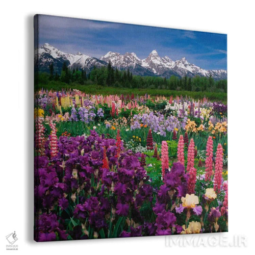 تابلو مزرعه زنبق و لوپین، پارک ملی گرند تتون، شهرستان تتون، وایومینگ، آمریکا اثر آدام جونز - نمای پرسپکتیو محصول