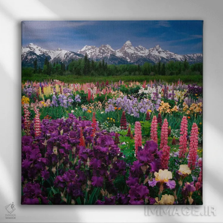 تابلو مزرعه زنبق و لوپین، پارک ملی گرند تتون، شهرستان تتون، وایومینگ، آمریکا اثر آدام جونز - نمای روبهرو روی دیوار