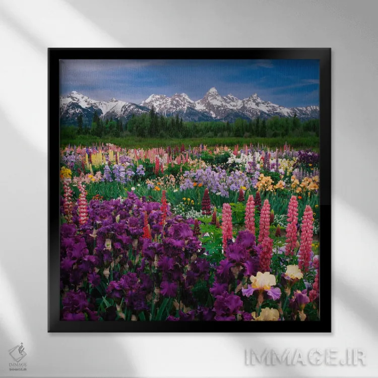 تابلو مزرعه زنبق و لوپین، پارک ملی گرند تتون، شهرستان تتون، وایومینگ، آمریکا اثر آدام جونز - نمای قابدار مشکی