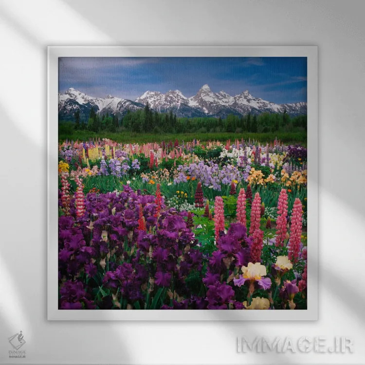تابلو مزرعه زنبق و لوپین، پارک ملی گرند تتون، شهرستان تتون، وایومینگ، آمریکا اثر آدام جونز - نمای قابدار سفید