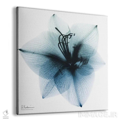 تابلو آماریلیس یخی ۱ اثر آلبرت کوئتسیِر - نمای پرسپکتیو محصول