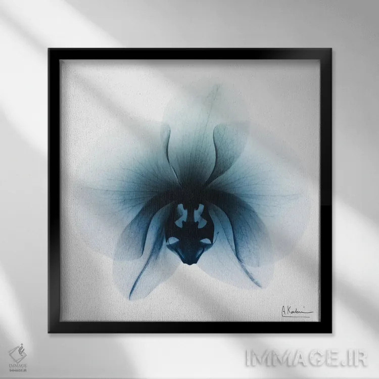 تابلو ارکیده یخی ۱ اثر آلبرت کوئتسیِر - نمای قابدار مشکی