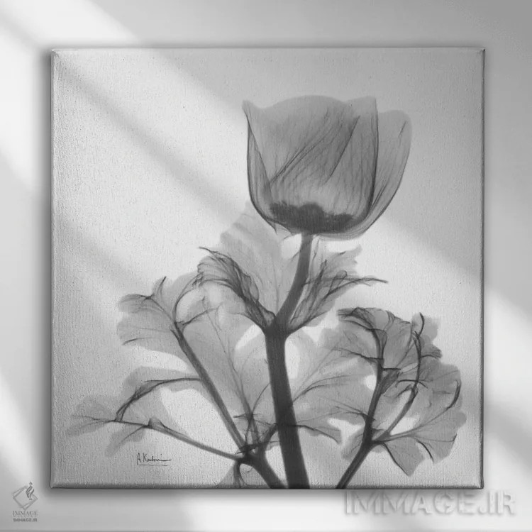 تابلو شقایق تنها اثر آلبرت کوئتسیِر - نمای روبهرو روی دیوار