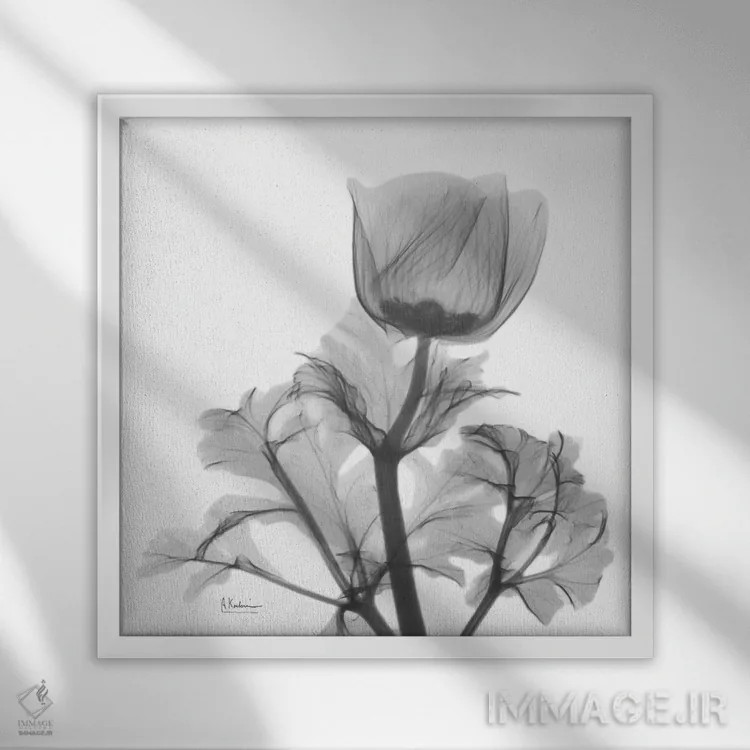 تابلو شقایق تنها اثر آلبرت کوئتسیِر - نمای قابدار سفید