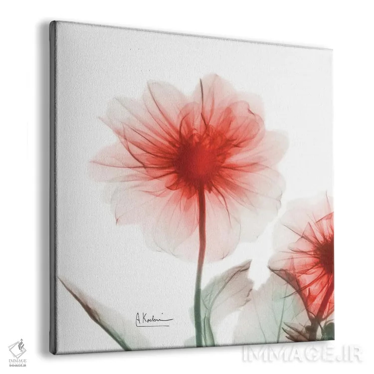 تابلو داوودی پونسیانا اثر آلبرت کوئتسیِر - نمای پرسپکتیو محصول