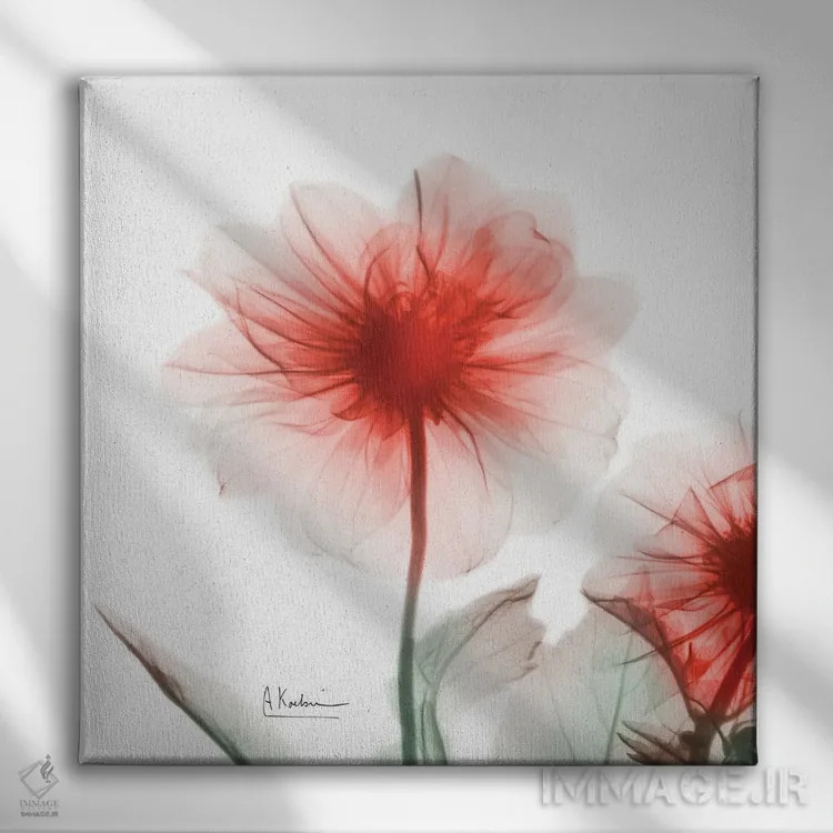 تابلو داوودی پونسیانا اثر آلبرت کوئتسیِر - نمای روبهرو روی دیوار