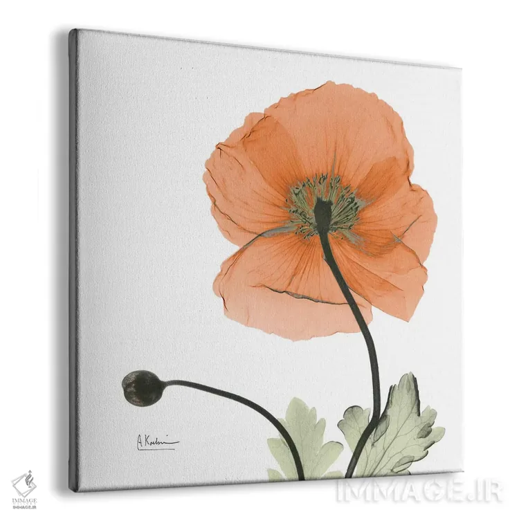 تابلو خشخاش نارنجی ایسلند اثر آلبرت کوئتسیِر - نمای پرسپکتیو محصول