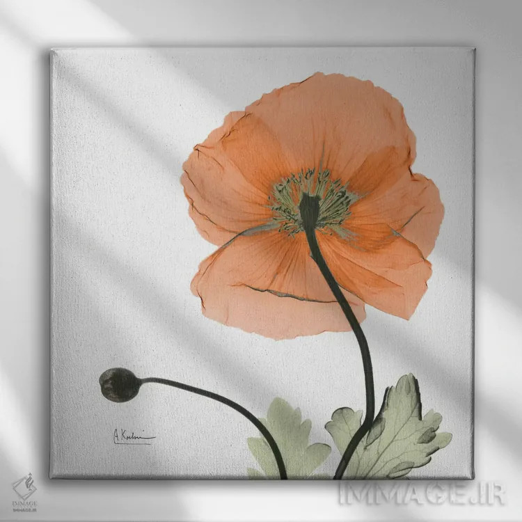 تابلو خشخاش نارنجی ایسلند اثر آلبرت کوئتسیِر - نمای روبهرو روی دیوار