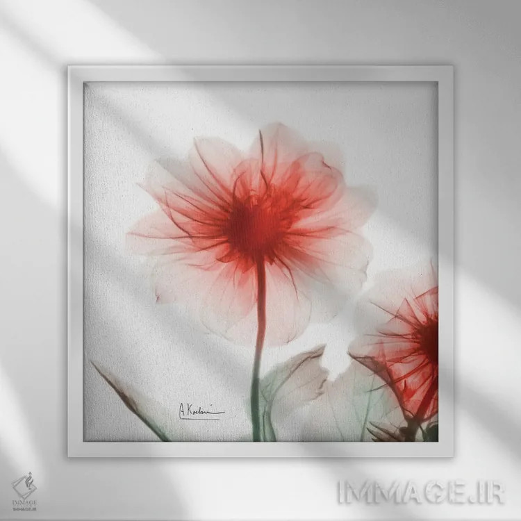 تابلو داوودی پونسیانا اثر آلبرت کوئتسیِر - نمای قابدار سفید