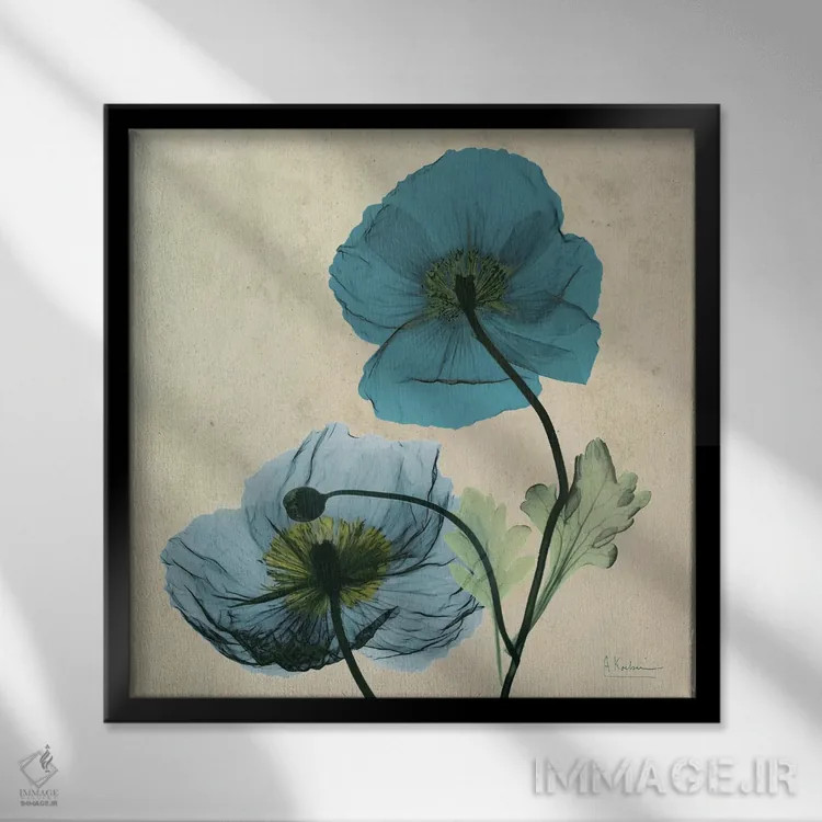 تابلو خشخاش آبی ایسلند اثر آلبرت کوئتسیِر - نمای قابدار مشکی