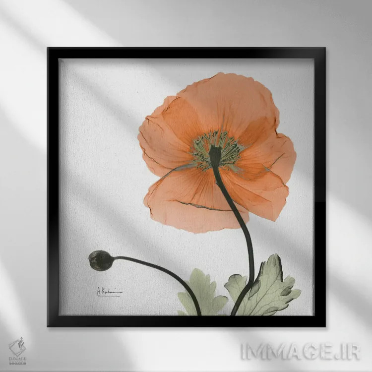 تابلو خشخاش نارنجی ایسلند اثر آلبرت کوئتسیِر - نمای قابدار مشکی