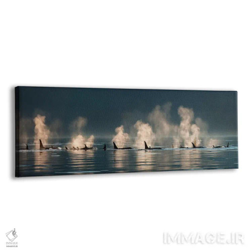 تابلو گروهی از نهنگهای قاتل در حال بیرون آمدن به سطح آب در یک روز آرام، کانال لین، آلاسکا اثر دیزاین پیکس - نمای پرسپکتیو محصول