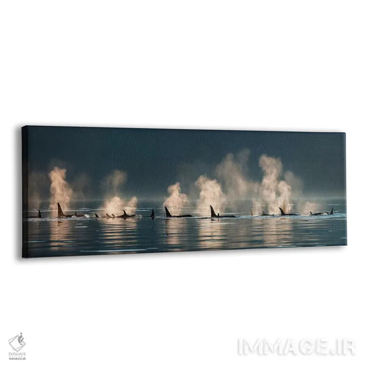 تابلو گروهی از نهنگهای قاتل در حال بیرون آمدن به سطح آب در یک روز آرام، کانال لین، آلاسکا اثر دیزاین پیکس - نمای پرسپکتیو محصول