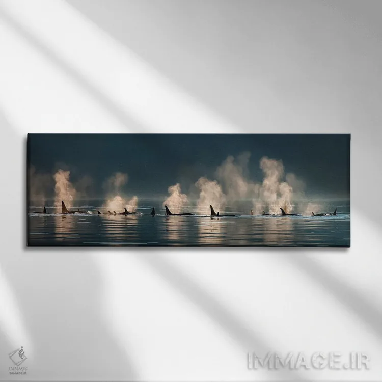 تابلو گروهی از نهنگهای قاتل در حال بیرون آمدن به سطح آب در یک روز آرام، کانال لین، آلاسکا اثر دیزاین پیکس - نمای روبهرو روی دیوار