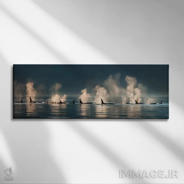 تابلو گروهی از نهنگهای قاتل در حال بیرون آمدن به سطح آب در یک روز آرام، کانال لین، آلاسکا اثر دیزاین پیکس - نمای روبهرو روی دیوار