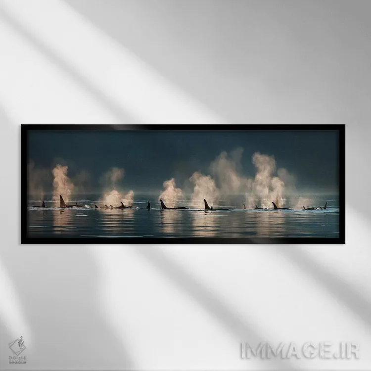 تابلو گروهی از نهنگهای قاتل در حال بیرون آمدن به سطح آب در یک روز آرام، کانال لین، آلاسکا اثر دیزاین پیکس - نمای قابدار مشکی