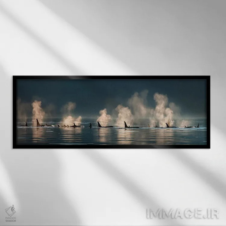 تابلو گروهی از نهنگهای قاتل در حال بیرون آمدن به سطح آب در یک روز آرام، کانال لین، آلاسکا اثر دیزاین پیکس - نمای قابدار مشکی