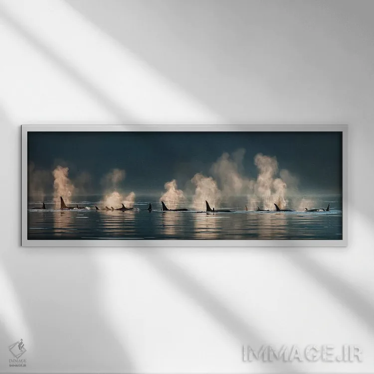 تابلو گروهی از نهنگهای قاتل در حال بیرون آمدن به سطح آب در یک روز آرام، کانال لین، آلاسکا اثر دیزاین پیکس - نمای قابدار سفید