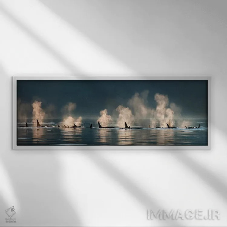 تابلو گروهی از نهنگهای قاتل در حال بیرون آمدن به سطح آب در یک روز آرام، کانال لین، آلاسکا اثر دیزاین پیکس - نمای قابدار سفید