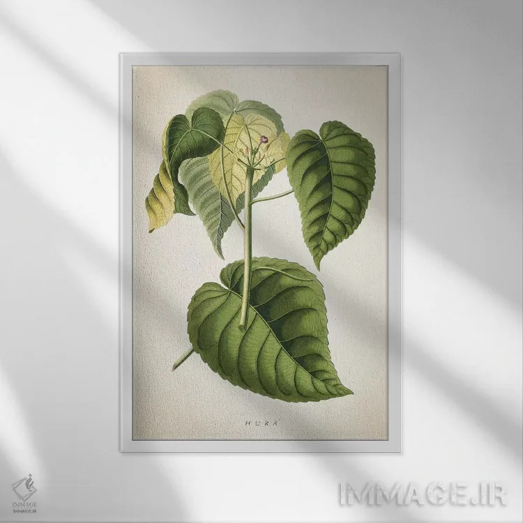 تابلو طرح گیاهشناسی هورا اثر پیکسل کهنه (استودیو/نام هنری) - نمای قابدار سفید