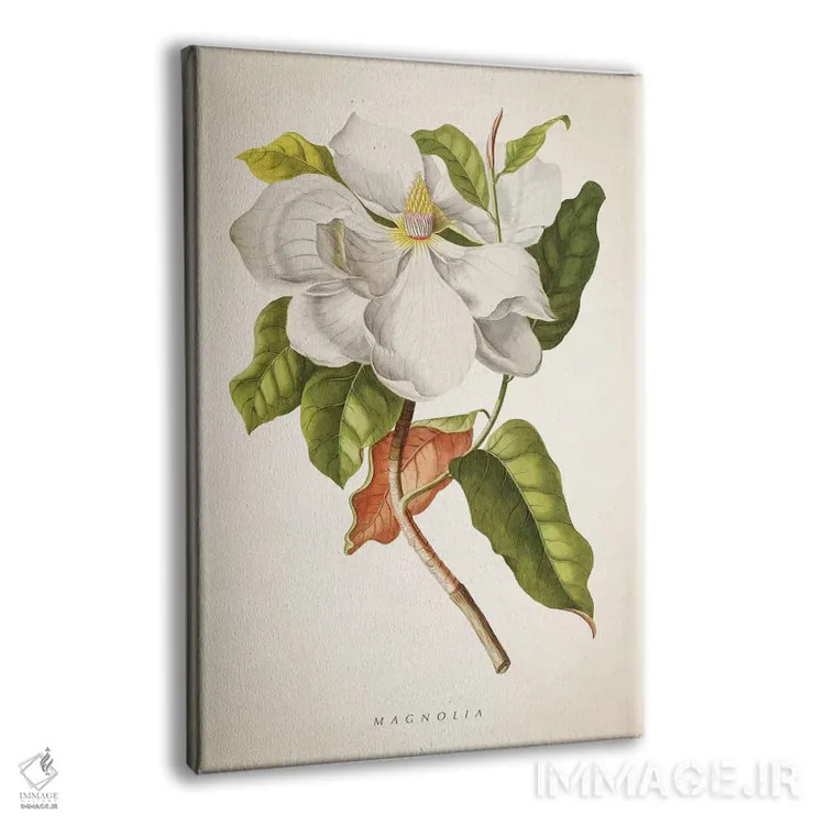 تابلو چاپ گیاهشناسی ماگنولیا شماره ۱ اثر پیکسل کهنه (استودیو/نام هنری) - نمای پرسپکتیو محصول