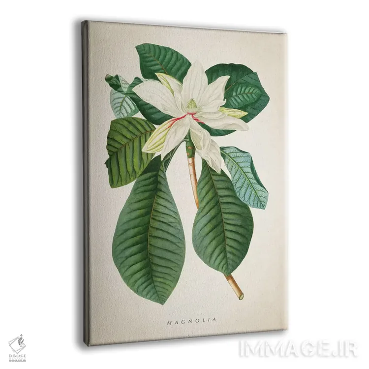 تابلو چاپ گیاهشناسی ماگنولیا شماره ۲ اثر پیکسل کهنه (استودیو/نام هنری) - نمای پرسپکتیو محصول