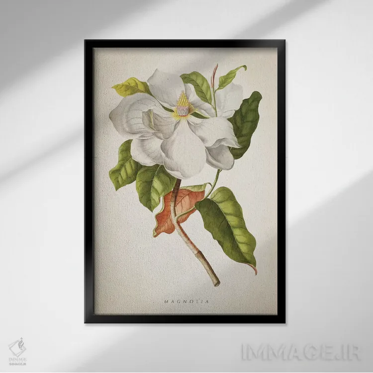 تابلو چاپ گیاهشناسی ماگنولیا شماره ۱ اثر پیکسل کهنه (استودیو/نام هنری) - نمای قابدار مشکی