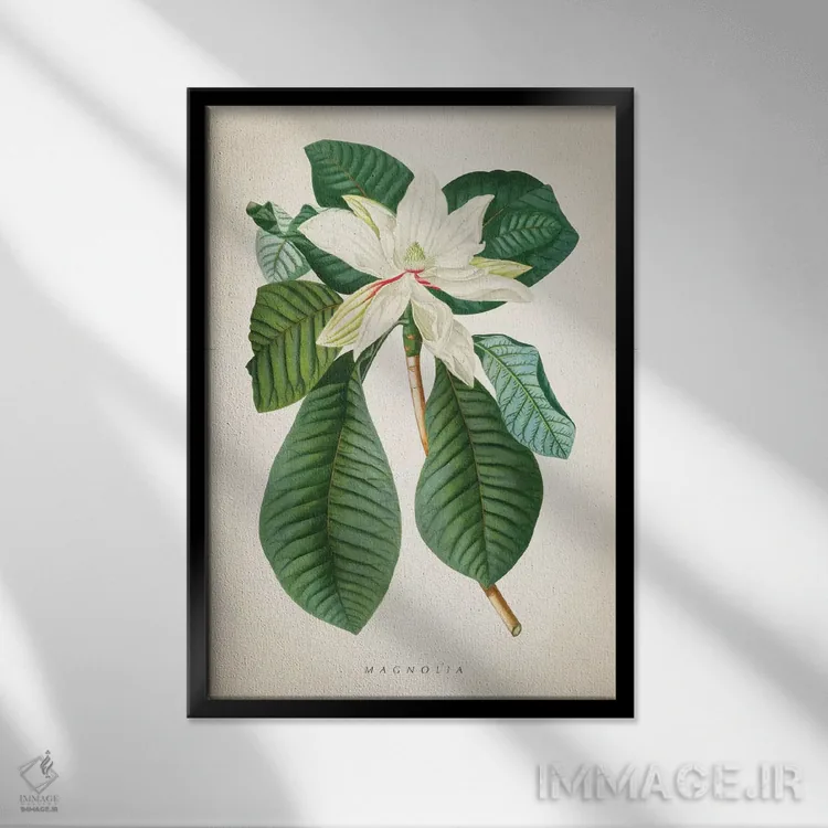 تابلو چاپ گیاهشناسی ماگنولیا شماره ۲ اثر پیکسل کهنه (استودیو/نام هنری) - نمای قابدار مشکی