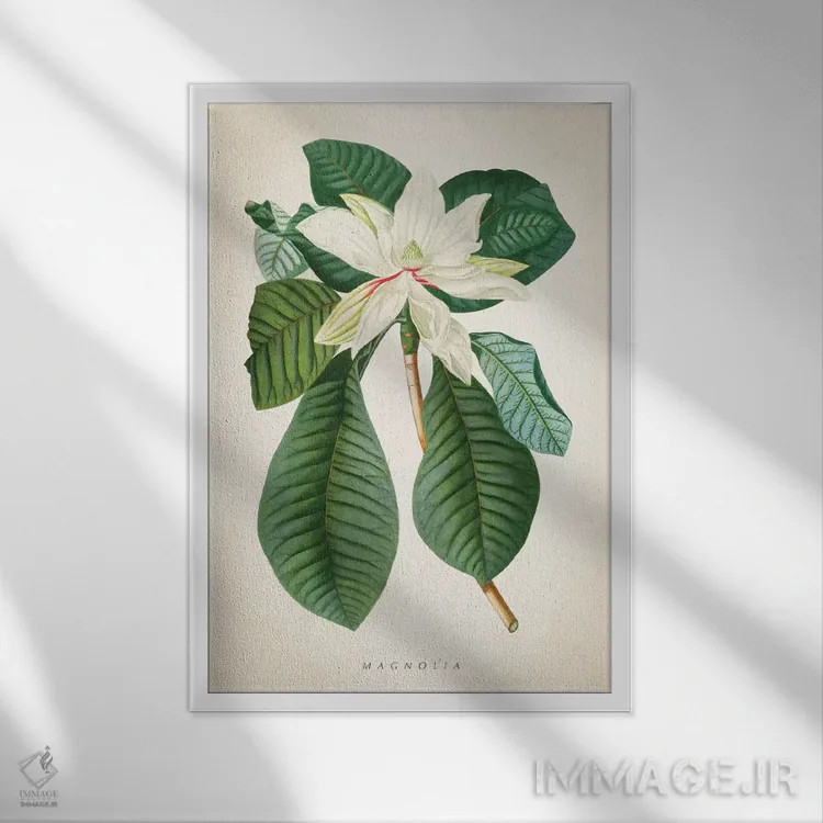 تابلو چاپ گیاهشناسی ماگنولیا شماره ۲ اثر پیکسل کهنه (استودیو/نام هنری) - نمای قابدار سفید
