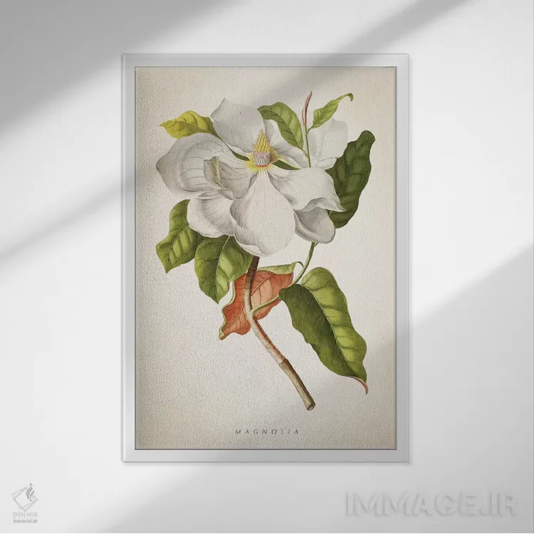 تابلو چاپ گیاهشناسی ماگنولیا شماره ۱ اثر پیکسل کهنه (استودیو/نام هنری) - نمای قابدار سفید