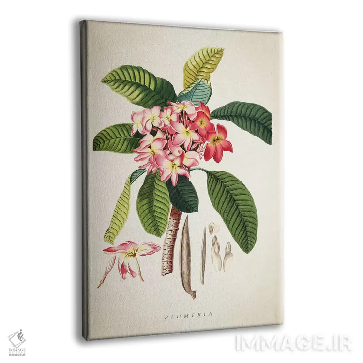 تابلو چاپ گیاهشناسی پلومریا (گل فرانجیپانی) اثر پیکسل کهنه (استودیو/نام هنری) - نمای پرسپکتیو محصول