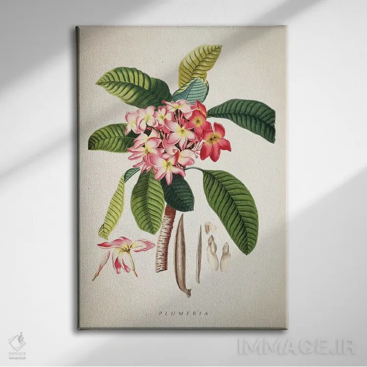 تابلو چاپ گیاهشناسی پلومریا (گل فرانجیپانی) اثر پیکسل کهنه (استودیو/نام هنری) - نمای روبهرو روی دیوار