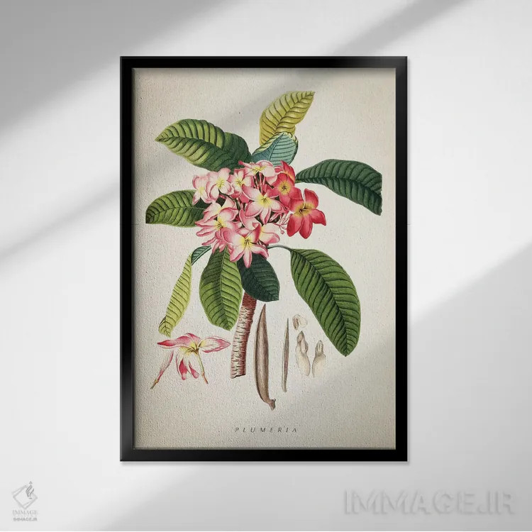 تابلو چاپ گیاهشناسی پلومریا (گل فرانجیپانی) اثر پیکسل کهنه (استودیو/نام هنری) - نمای قابدار مشکی